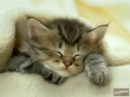 a cute kitten!