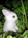 bunny is evil!