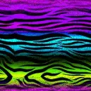 neon zebra