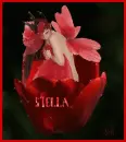 STELLA