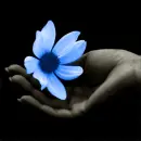 color flower
