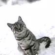 Cat, Kotek, Snow