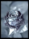 silver rose