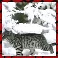Cat, Kotek, Whiskas, Snow