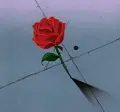 RÃ³Å¼a, rose