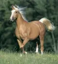 horse lover