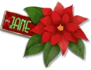 Poinsettia - Jane
