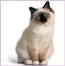I are a birman