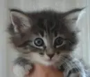 kitty baby 