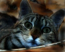 Kitty? Why are your fangs so big?