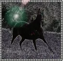 Horse ~ Tammy