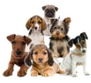 puppies