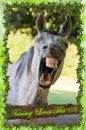 Horse Sense ` Tammy Loves This