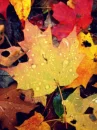canada leaf