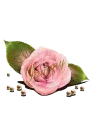 Pink Rose~ Tammy
