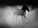black horse