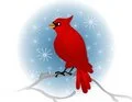 WINTER CARDNIAL