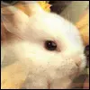 Cute bunny