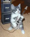 Rock kitty