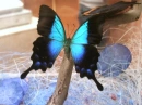 blue butterfly