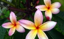 rain drops on plumeria