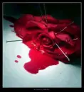bloody rose
