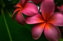beautiful plumeria