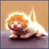 Cat that looks like an airplane (?)