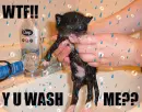 WTF Y U Wash Me??