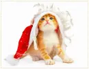 Xmas cat