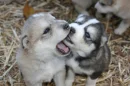 cuties