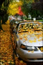 Autumn in the Suburbs