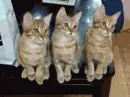 Cute and funny cats