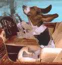 dog in a car