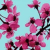 Hot pink cherry blossoms