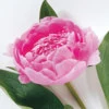 Pink peony