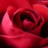 Red rose center