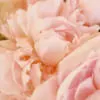 Pink peonies