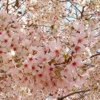 Pink cherry blossoms