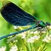 Blue dragonfly