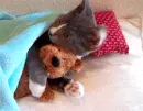 Cat with Teddy Bear â™¥ 