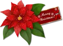 Christmas Poinsettia