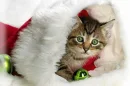 Christmas Cat