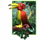 rain forest bird