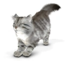 pet