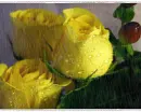 Yellow roses