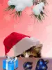 Christmas Pet