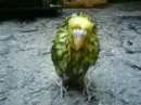 pajarito