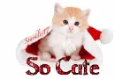 So Cute Christmas kitten