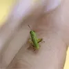 grasshopper